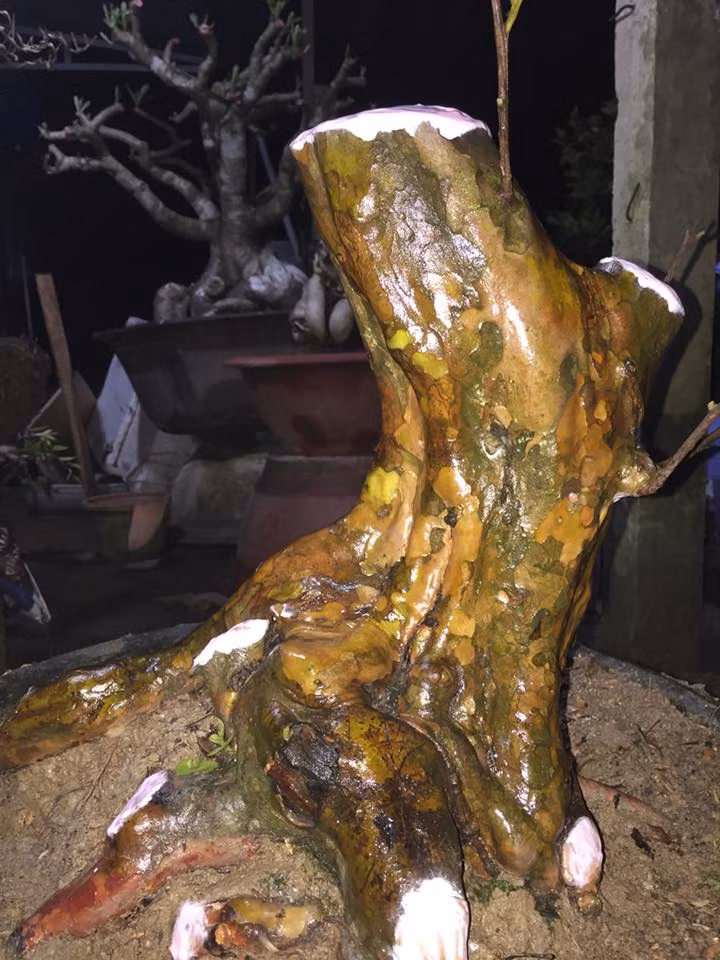 Ổi nữ hoàng bonsai mới lạ khiến dân chơi kiểng mê mẩn.