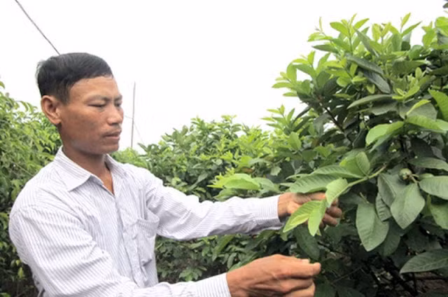 Tuy nhiên, người trồng thường sử dụng kỹ thuật bấm ngọn, tỉa cành để cây ổi tập trung ra quả vào vụ Thu Đông (khoảng từ tháng 8 – 12 âm lịch). Ảnh: Baohungyen.