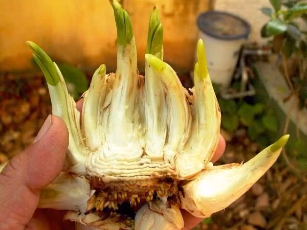 Ngâm nước 48 tiếng cho căng mọng rồi tiến hành gọt củ. Ảnh: Khám phá.