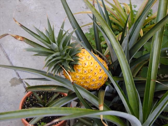 Những chậu dứa xanh mướt trồng thành hàng theo dọc 2 bên lối vừa đẹp mắt, vừa xanh sạch và mang ý nghĩa may mắn. Ảnh: Hội nuôi trồng.