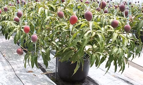 Hiện có nhiều giống xoài thích hợp để trồng kiểng, vừa cho quả ăn rất ngon. Thậm chí lá xoài non có thể ăn kèm với các loại rau khác. Ảnh: Dân Việt.