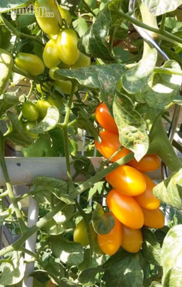 Dù khá bận rộn với công việc xong chị vẫn cố gắng dành thời gian rảnh rỗi để chăm chút từng góc nhỏ của khu vườn. Chị cho biết, vì thời tiết bên Đức có mùa Đông nhiều hơn Hè nên chị hay sưu tầm đa số các loại hoa chịu được mùa đông giá lạnh.