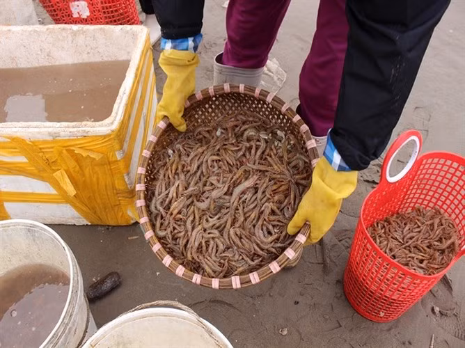 Với giá bán như trên, cũng đem lại thu nhập ổn định cho nhiều ngư dân nơi đây. (Ảnh: Báo NNVN)