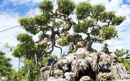Vườn cây cảnh của ông vừa làm đẹp cho đời, vừa mang lại giá trị kinh tế cao vì có những cây trị giá hàng tỷ đồng. Ảnh: Vietnamnet.