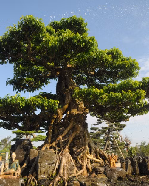 Nhiều cây có bộ rễ to bám rất chắc vào đá. Ảnh: Dân Việt.