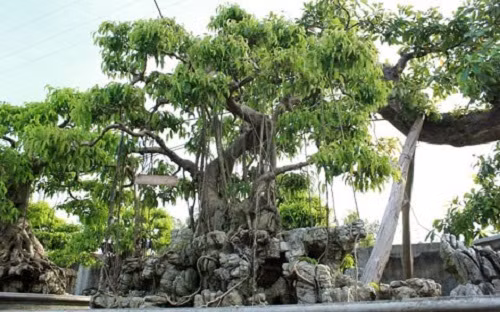 Vườn cây của ông Hưởng có diện tích 1.700 m, trên 400 cây với hàng chục chủng loại khác nhau. Ảnh: Vietnamnet.