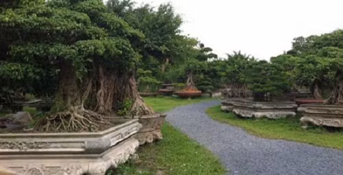 Trong vườn có khoảng 5.000 cây cảnh lớn nhỏ. Mọi cây đều được chăm sóc kỳ công. Ảnh: Vietnamnet.