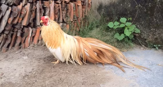 Được lai tạo từ gà rừng Tân Châu với giống gà tre Nhật Bản, gà tre Tân Châu đang trở thành một trong những giống gà ngoại được nhiều đại gia Việt săn lùng nhất. Ảnh: Traigatretanchauhanoi.