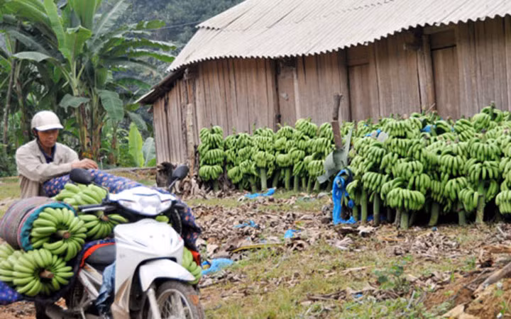 Với giá mua chuối của thương lái Trung Quốc dao động khoảng hơn 1 nghìn đồng/kg thì dù có thu hoạch về bán cũng chẳng đủ tiền trả thuê nhân công chứ chưa nói đến hoàn trả tiền phân bón và cây giống (Ảnh: Báo Lào Cai)