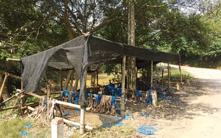 Khu tập kết chuối để xuất khẩu nay vắng như chùa Bà Đanh (Ảnh: Nông nghiệp Việt Nam)