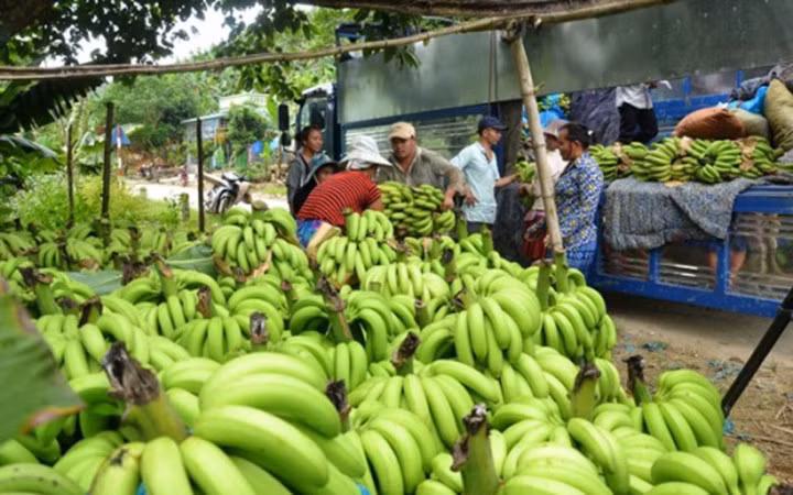 Đánh giá chung thì chuối năm nay được mùa, quả to đẹp, nếu tính bình quân sản lượng khoảng 25 tấn/ha thì toàn xã cũng có 15 nghìn tấn chuối (Ảnh: Báo Lào Cai)