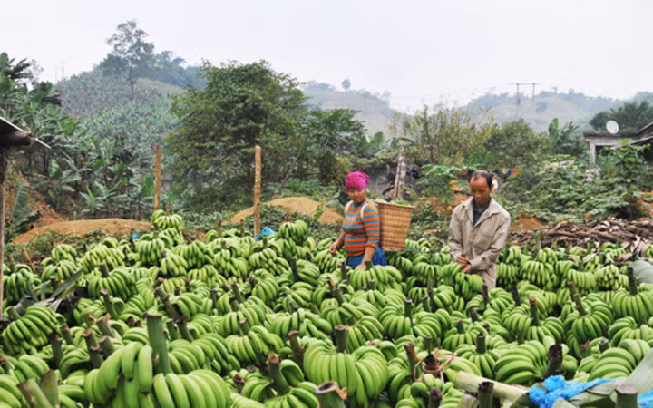 Mặc dù đang là chính vụ thu hoạch chuối, nhưng đến xã Bản Lầu vào những ngày này không còn bắt gặp cảnh tấp nập người mua, kẻ bán vốn có (Ảnh: Báo Lào Cai)
