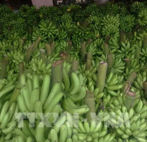 Một thời gian dài, cây chuối được ví như cây bạc, cây vàng, giúp người dân làm giàu, đổi thay cả một vùng biên giới (Ảnh: TTXVN)