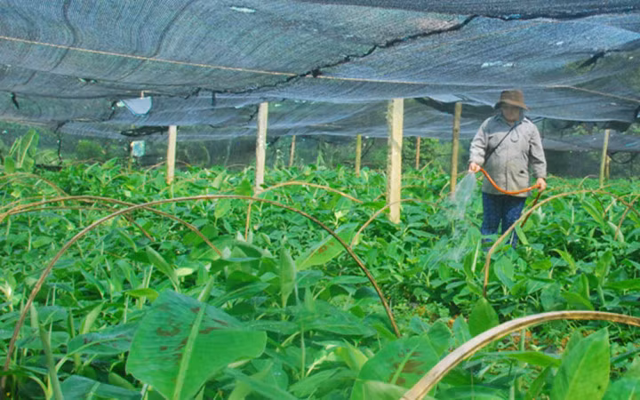 Chuối năm nay được mùa nhưng người dân không mấy mặn mà thu hoạch bởi giá bán xuống thấp kỷ lục. Nếu bỏ công thu hoạch cũng khó thu đủ vốn đầu tư chứ đừng nghĩ tới lãi (Ảnh: Báo Lào Cai)