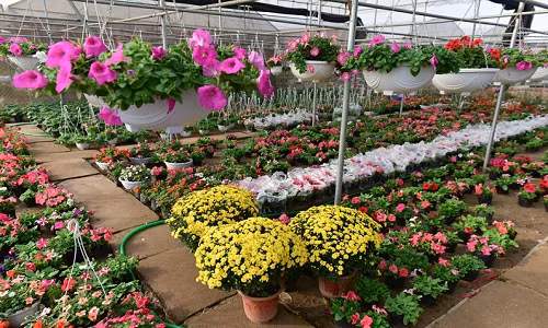 Những ngày gần cuối năm, làng hoa Xuân Quan như mang không khí tết đến gần hơn khi hàng triệu đóa hoa đua nhau khoe sắc. Ảnh: Zing.