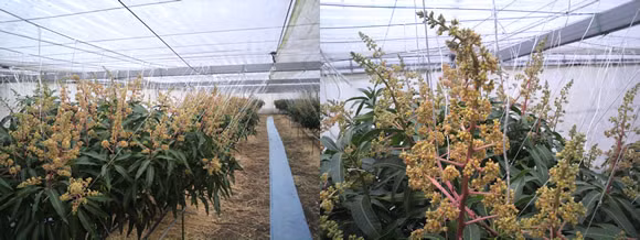 Hoa xoài bung nở trong nhà kính.