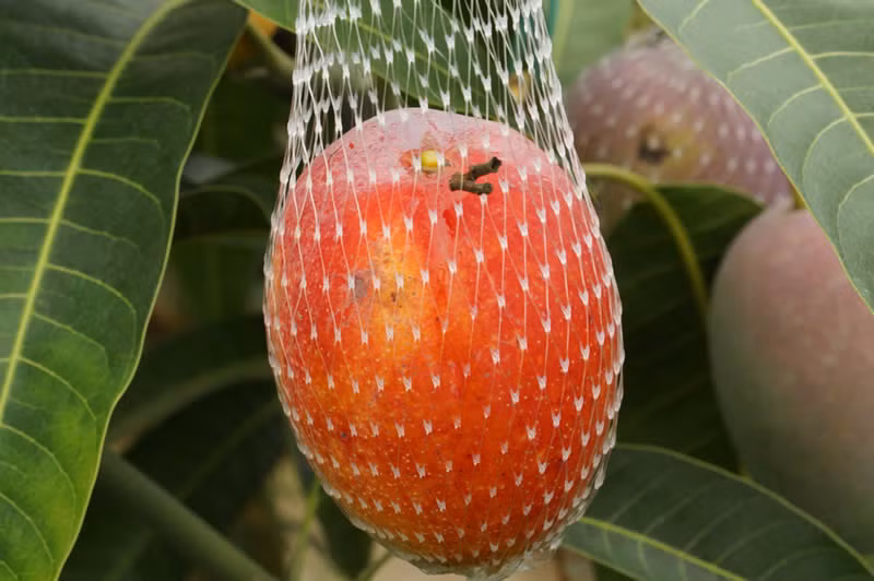 Xoài Miyazaki có vị ngọt đậm, nồng nàn, thơm hoàn toàn tự nhiên.