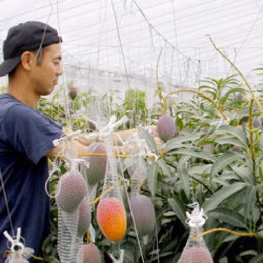 Chỉ những quả xoài chín rục rơi xuống mới được goi là “chín hoàn toàn”.