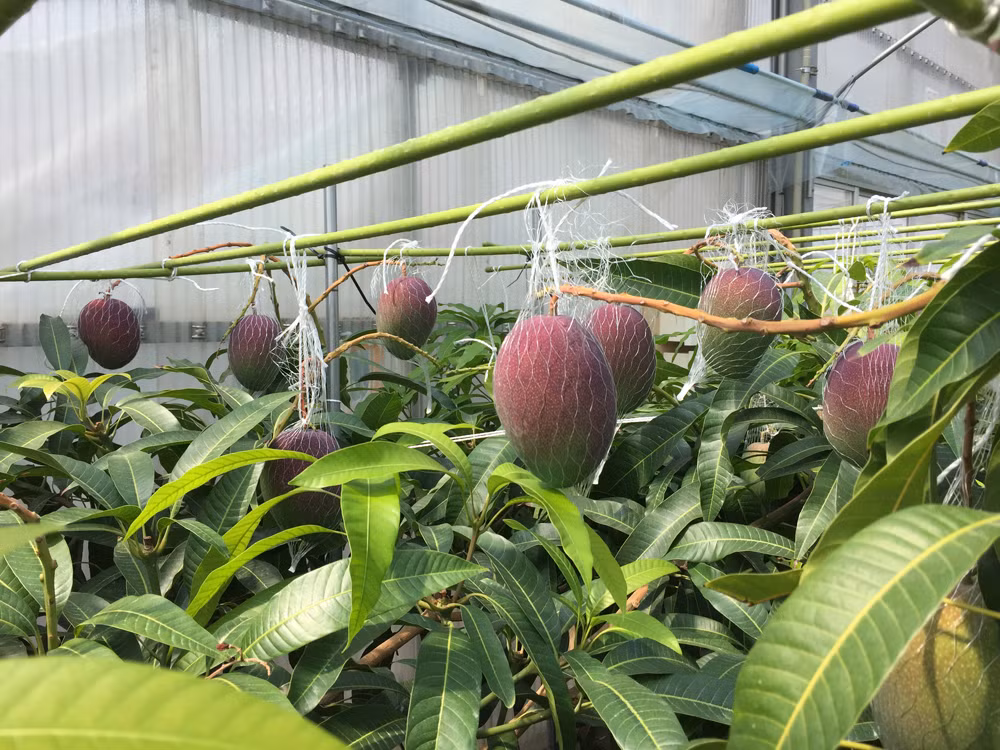 Đa số khách hàng đều bị thuyết phục bởi vẻ đẹp của trái xoài trứng Mặt Trời bởi màu đỏ bắt mắt.