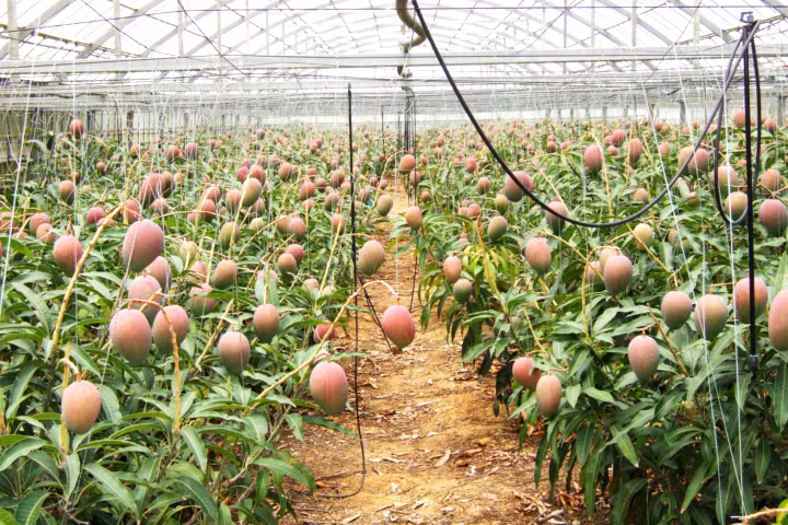 Mùa cao điểm của xoài đỏ Miyazaki từ tháng 5 đến tháng 6 hàng năm.