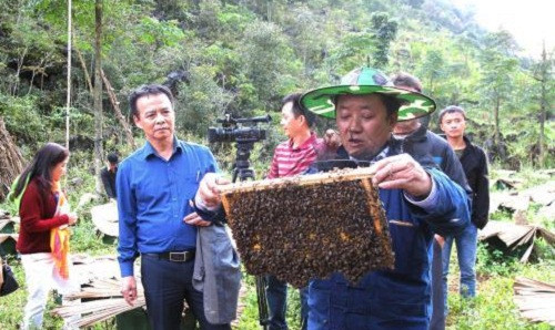 Với giá bán hiện nay khoảng 700.000 đồng/lít, nghề nuôi mật ong bạc hà mang lại nguồn thu nhập ổn định cho người dân. Ảnh: TTXVN.