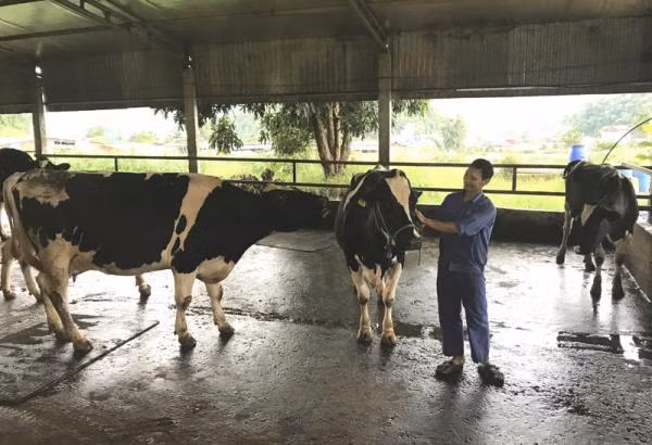 Các hộ nông dân ở đây nhiệt tình và coi bò sữa như một tài sản quý báu. Ảnh: Vietnamnet.