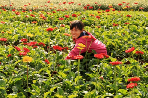 Trong những ngày này, làng hoa Xuân Quan rực rỡ sắc màu với đủ các loại hoa như hoa đồng tiền, cát tường, cúc mâm xôi...Ảnh: Baohungyen.