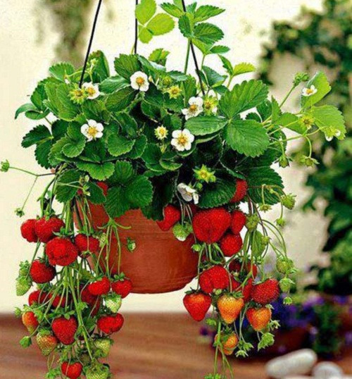 Là loại cây thân thảo, leo bò, sống quanh năm, những chậu dâu tây trên ban công với quả mọng vừa giúp trang trí vừa cho ăn trái. Ảnh: Caycanhthanglong.