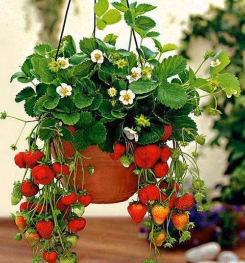 Là loại cây thân thảo, leo bò, sống quanh năm, những chậu dâu tây trên ban công với quả mọng vừa giúp trang trí vừa cho ăn trái. Ảnh: Caycanhthanglong.