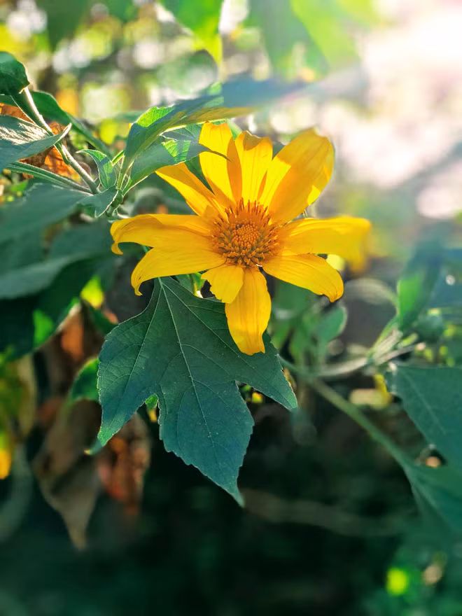 Vào những ngày cuối tháng 10, tháng 11 hằng năm, rất nhiều bạn trẻ và du khách thập phương đổ về đây để chìm đắm trong sắc vàng của loài hoa dã quỳ.