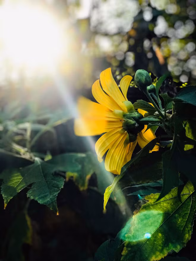 Đến hẹn lại lên, vào mùa hoa dã quỳ hằng năm, hàng ngàn người đổ về đây để hòa mình vào sắc vàng rực rỡ và lưu giữ lại những khoảnh khắc đáng nhớ bên loại hoa dại này.