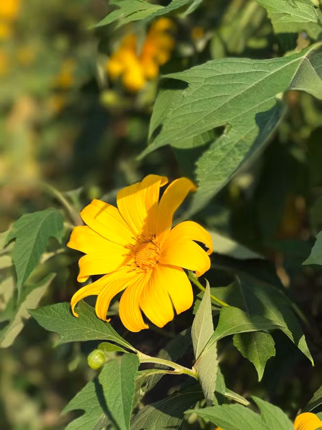 Hoa dã quỳ Hà Nội không bạt ngàn như ở Đà Lạt, nhưng vẫn hút hồn bởi vẻ đẹp riêng của nó. Trong không gian núi rừng mờ ảo của vườn quốc gia Ba Vì, sắc vàng của hoa như càng trở nên huyền ảo hơn, hấp dẫn hơn. Đây cũng là điểm thu hút giới trẻ hà thành đến dã ngoại, cắm trại.