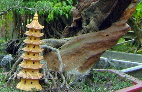 1/3 thân cây phi lao đã bị mục rỗng, hốc hác trông rất cổ kính.