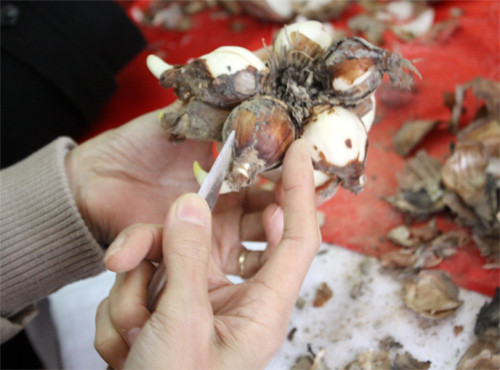 Củ hoa thủy tiên có nhiều lớp vỏ giống hành tây, khi mua về cần bóc bỏ lớp đất và các bẹ lá khô. Ảnh: Khám phá.