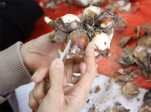 Củ hoa thủy tiên có nhiều lớp vỏ giống hành tây, khi mua về cần bóc bỏ lớp đất và các bẹ lá khô. Ảnh: Khám phá.