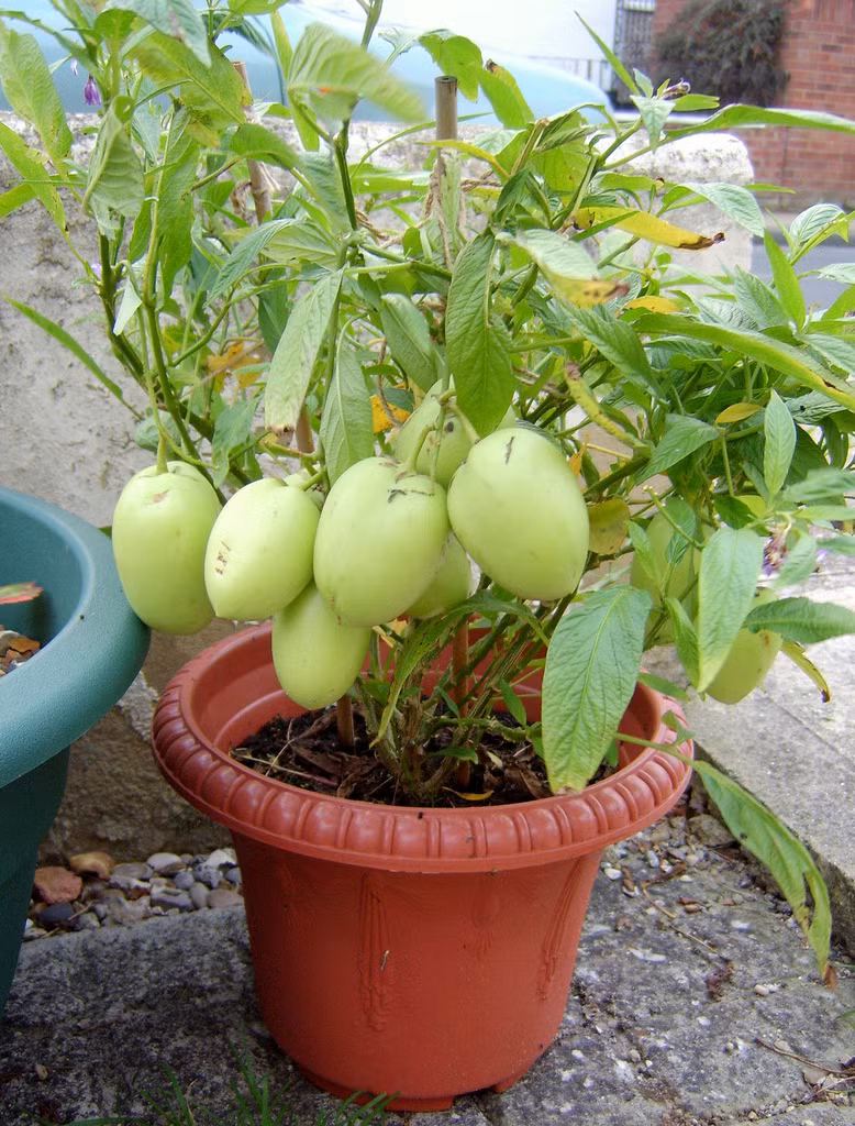 Là loại dây leo nên dưa hấu Nam Mỹ có thể trồng bằng hạt hoặc bằng cành. Ảnh: Wordpress.