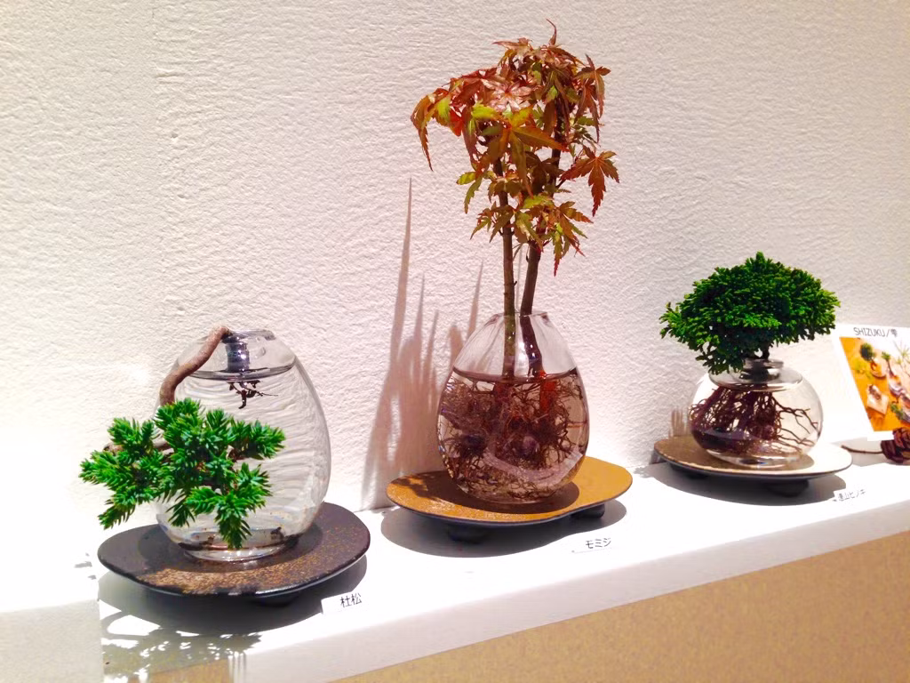 Đặt ở bất cứ góc nào, aqua bonsai cũng mang đến vẻ đẹp tinh tế cho ngôi nhà. Ảnh: Aquabonsai.