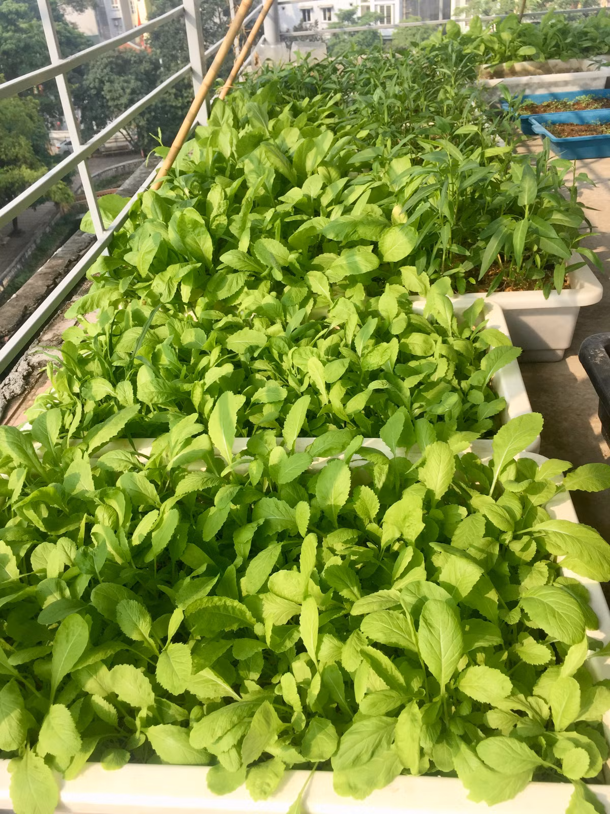 Bí quyết này giúp rau không bị rệp, muội...mà không cần sử dụng thuốc hóa học.