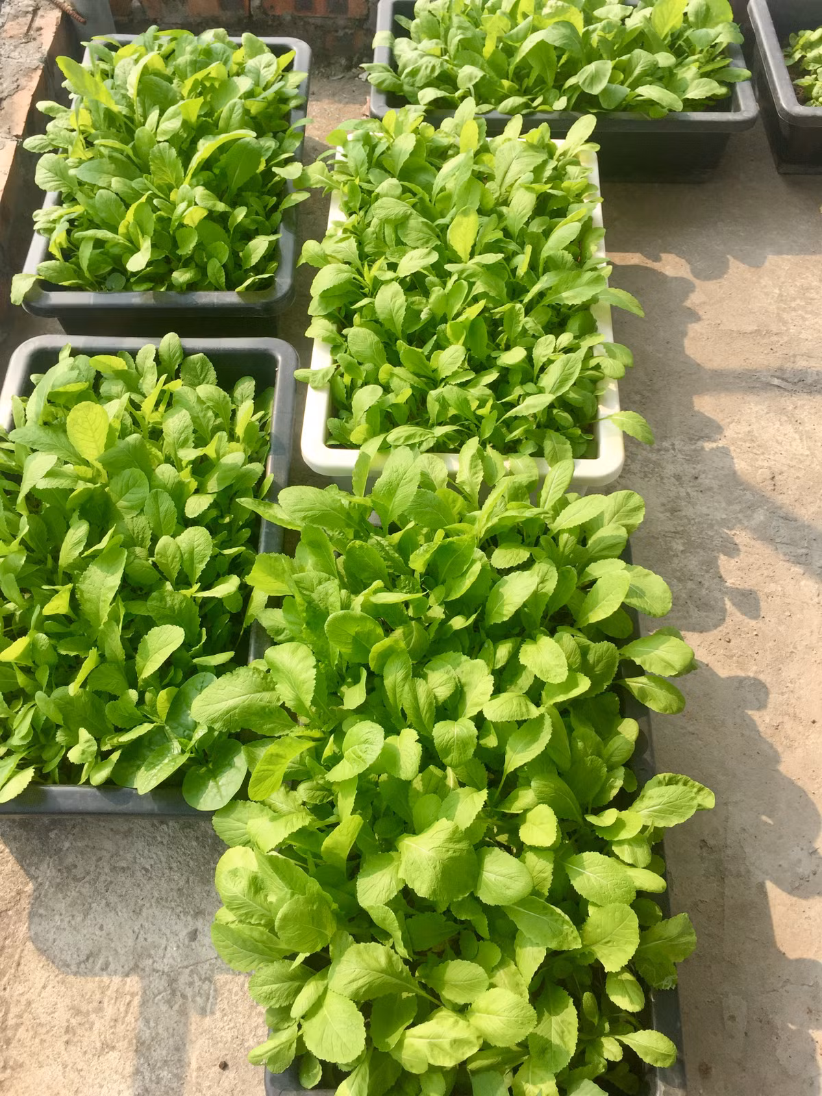 Trồng rau không thể tránh được sâu bệnh. Lân học hỏi được kinh nghiệm mua thuốc lào về ngâm trong nước, để vài hôm rồi tưới cho cây.