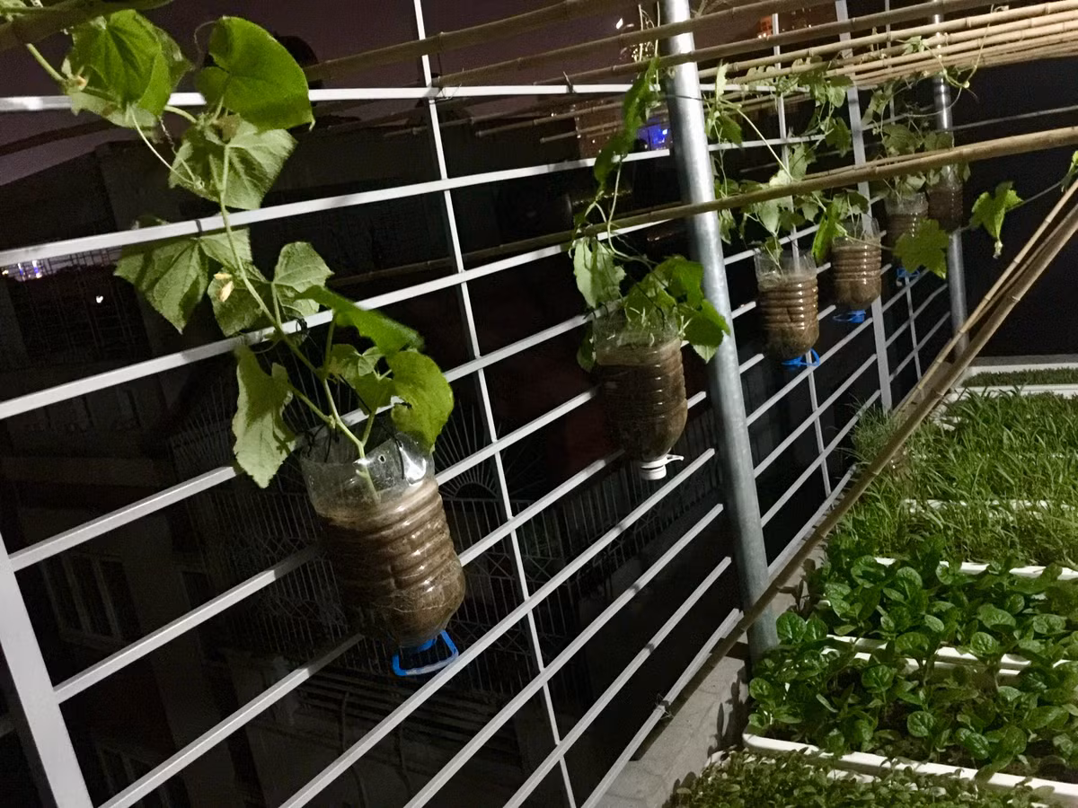 Về việc chọn cây giống, Lân lên mạng tìm hiểu, đồng thời học kinh nghiệm của các thành viên trên group trồng rau sân thượng.