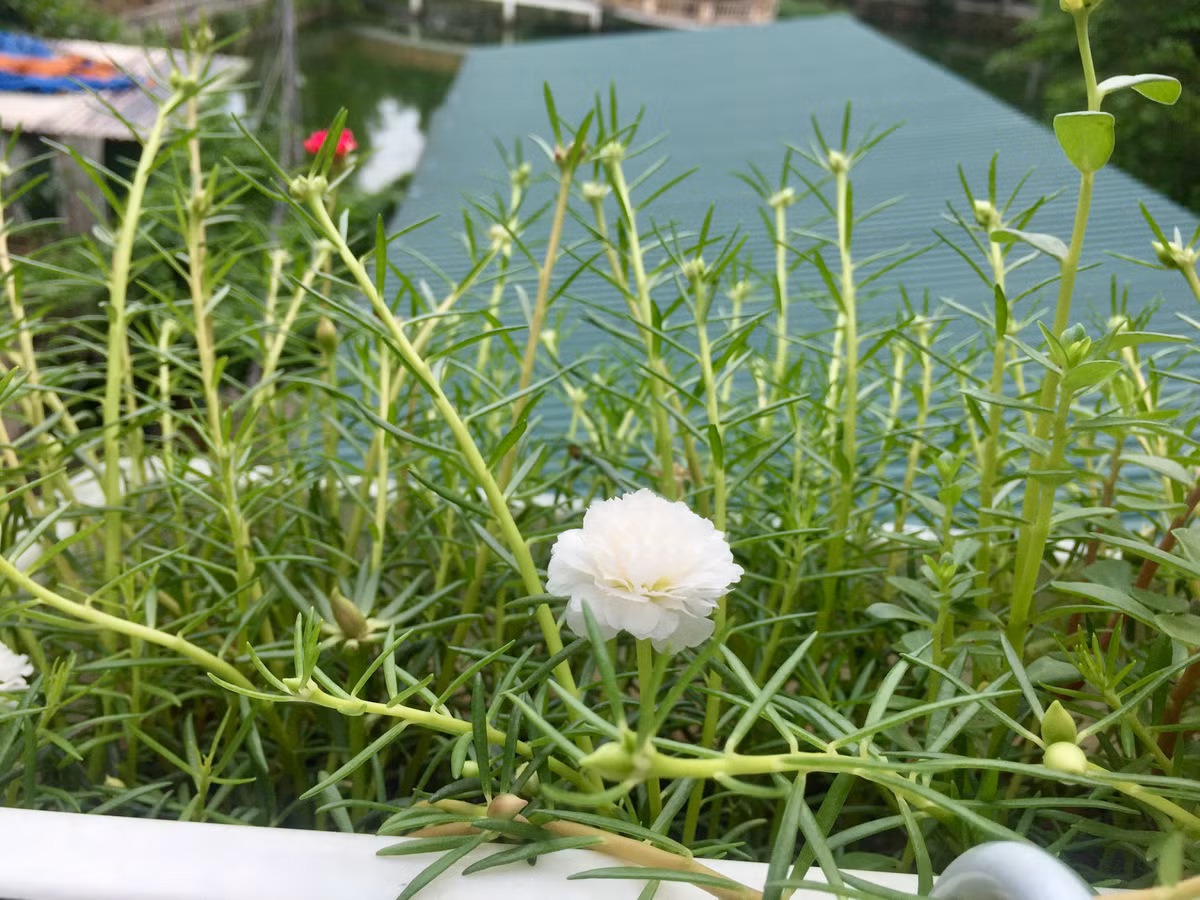 Hiện tại, vườn rau mới hoàn thành một nửa theo kế hoạch của Lân. Thời gian tới, Lân muốn trồng thêm dưa chuột, bầu, chanh tỏi, ớt, cà chua....