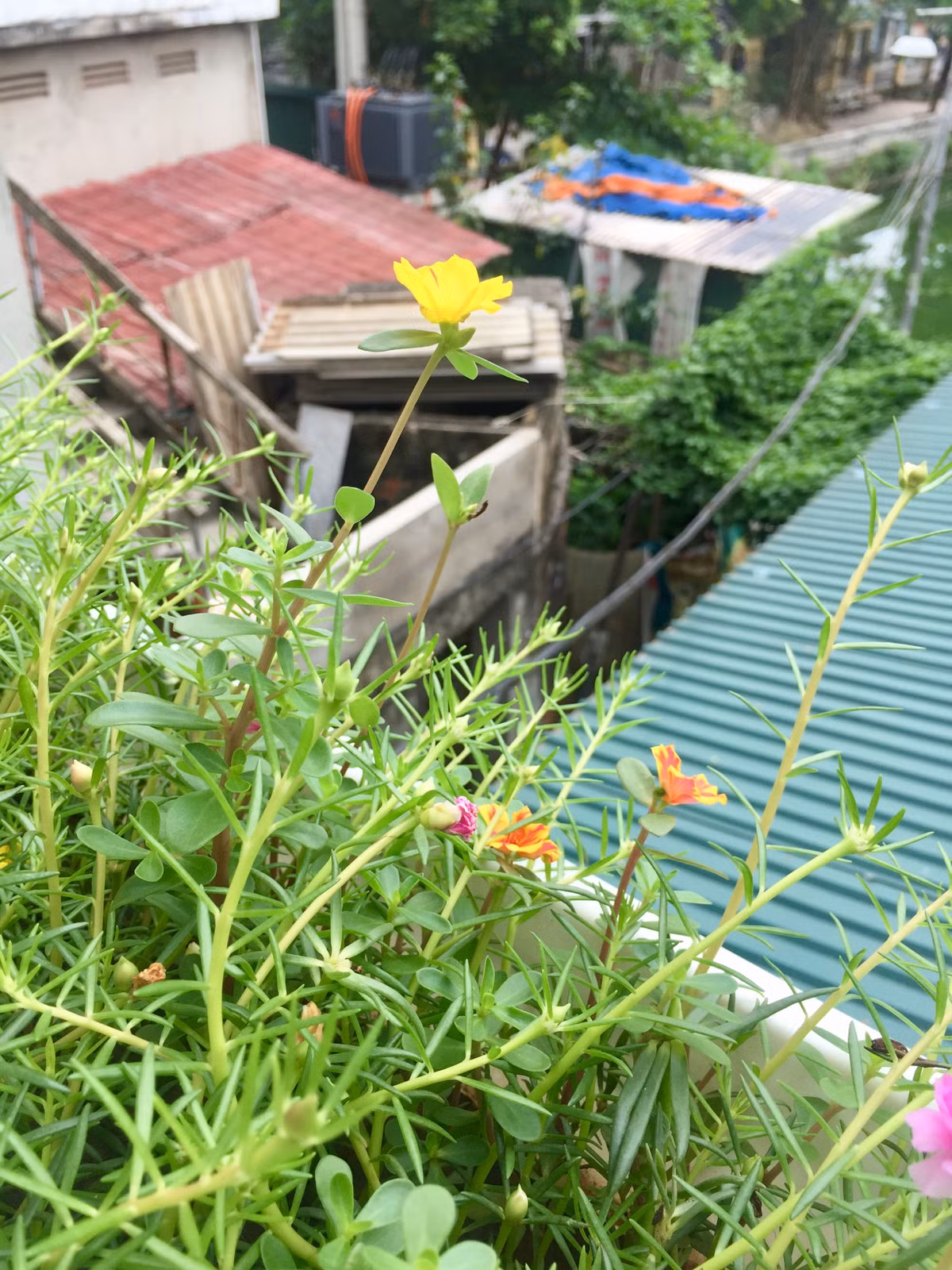 Làm nhân viên cho một công ty của Nhật, ngồi máy tính cả ngày nên thời gian rảnh chăm sóc cây, Lân cảm thấy rất thư giãn và sảng khoái. Nguồn ảnh: NVCC.