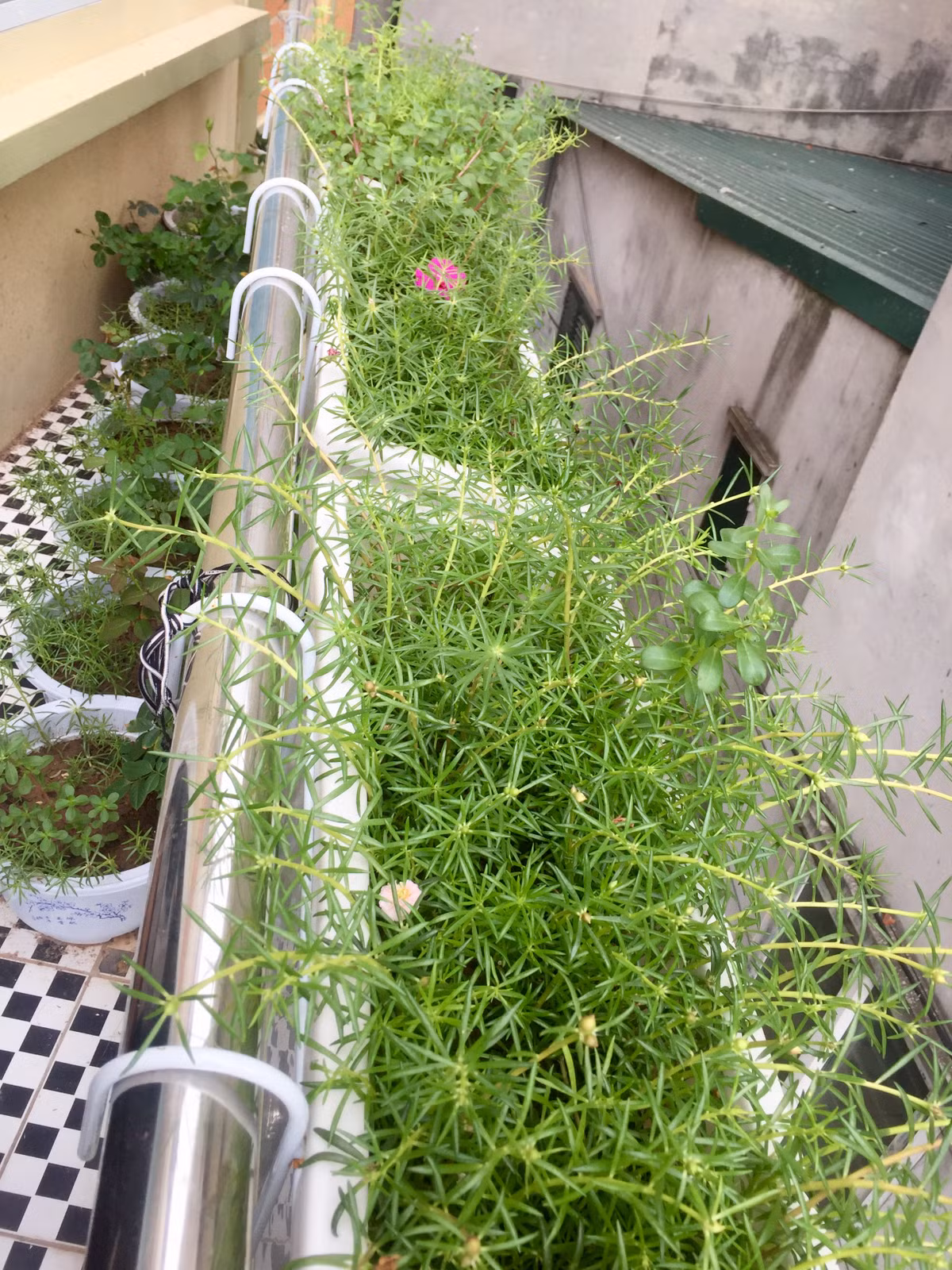 Ngoài rau, Lân còn trồng thêm hoa cho khu vườn sinh động.