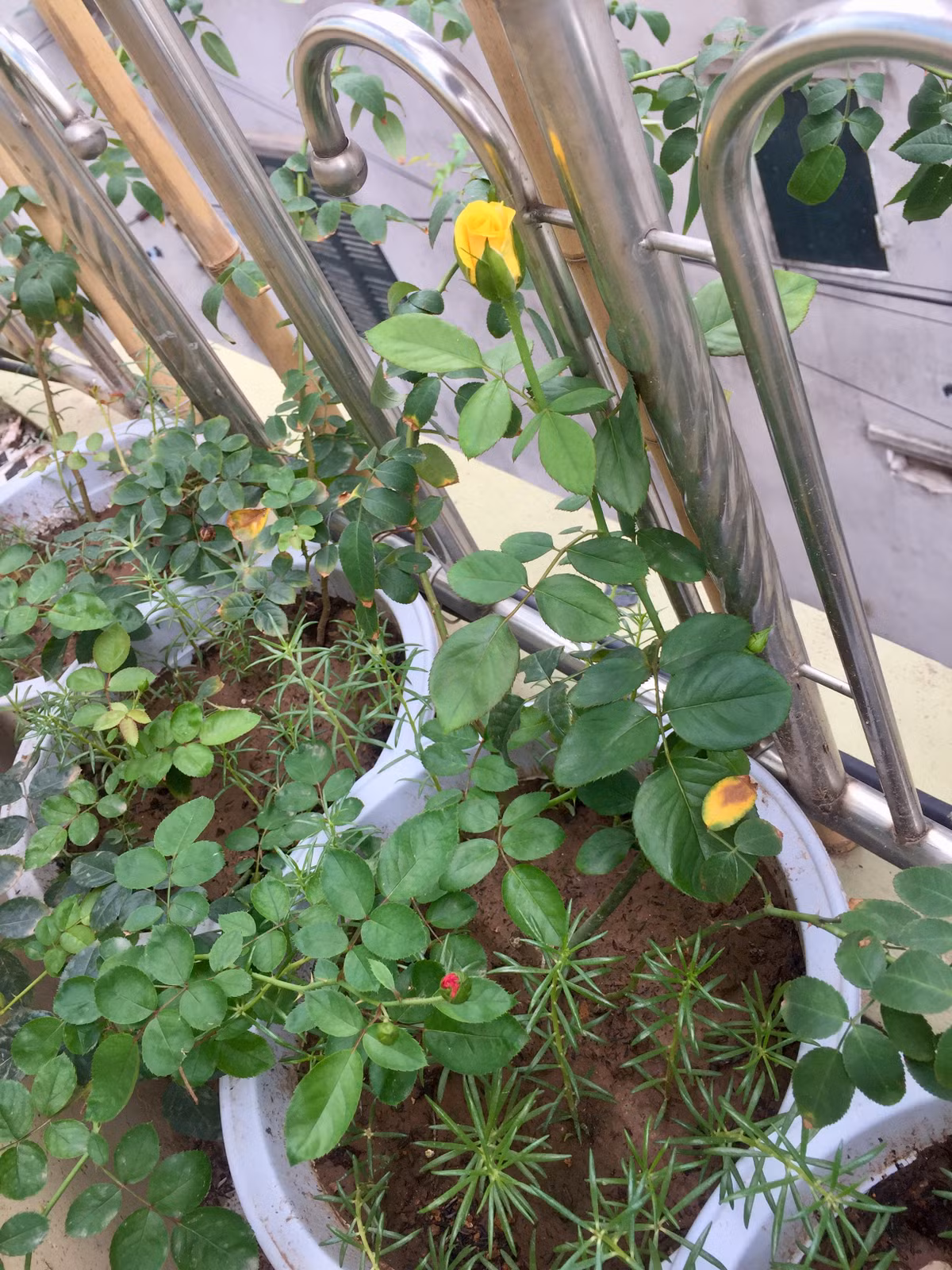 Tốn kém là việc mua mua chậu và mua đất. Lân cũng trộn đất với trấu để xốp hơn và nhẹ hơn.