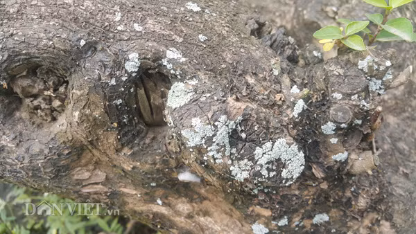 Theo anh Phạm Văn Thương, chủ nhà vườn cây kiểng ở Ninh Bình, vọng cách không chỉ là cây kiểng mà lá và một số bộ phận của loài cây này có thể được dùng để chữa bệnh nên nếu người chủ cây trên làm được ra thành cây kiểng cổ thụ thì rất vô giá.