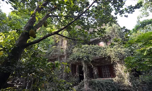 Nằm sát sông Hồng thuộc phường Ngọc Thụy (Long Biên, Hà Nội), ngôi nhà của ông Nguyễn Thiện Hùng với dây leo mọc chằng chịt có thể xếp vào những ngôi nhà dị nhất Hà Nội. Ảnh: Zing.