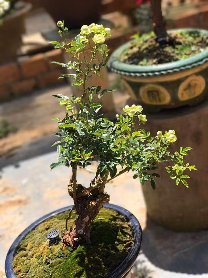 Chậu hoa hồng xanh bonsai đẹp mắt với gốc cây to, xù xì. Ảnh: Hoahongminh.