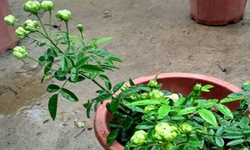 Khi hoa nở sẽ xanh dần lên rất tự nhiên. Ảnh: Hungthinhgarden.