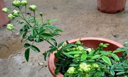 Khi hoa nở sẽ xanh dần lên rất tự nhiên. Ảnh: Hungthinhgarden.