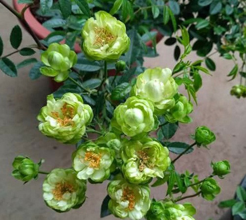 Đây là ảnh giống hoa hồng đến từ Nhật Bản. Ảnh: Hungthinhgarden.